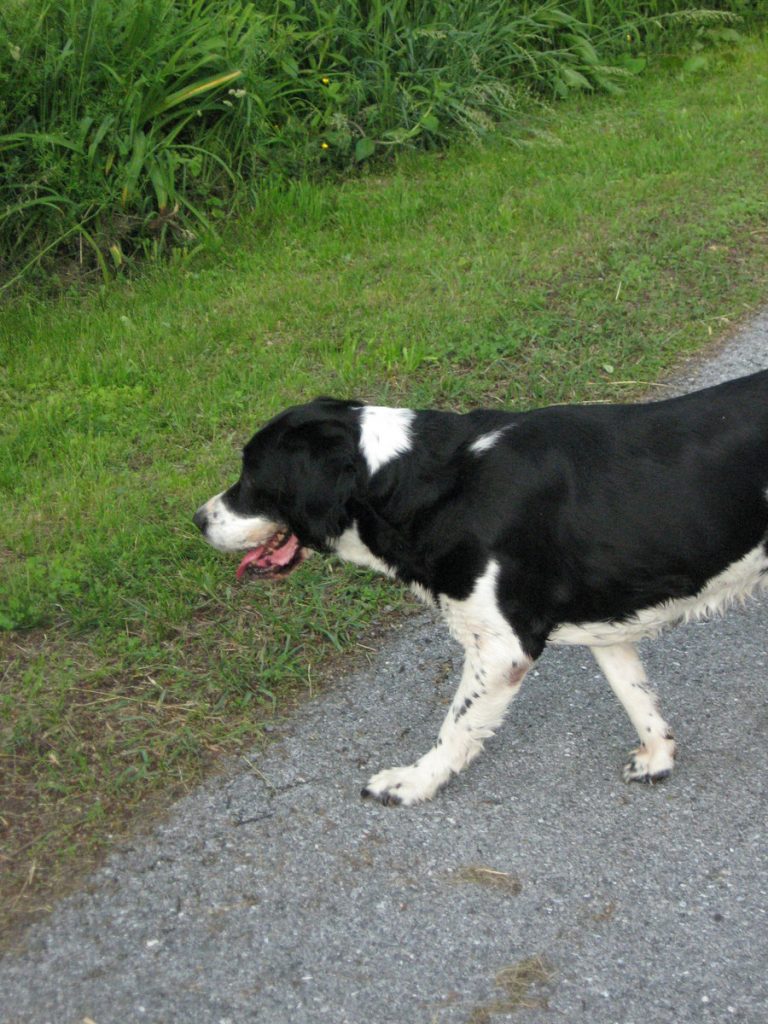 Circus Mutt